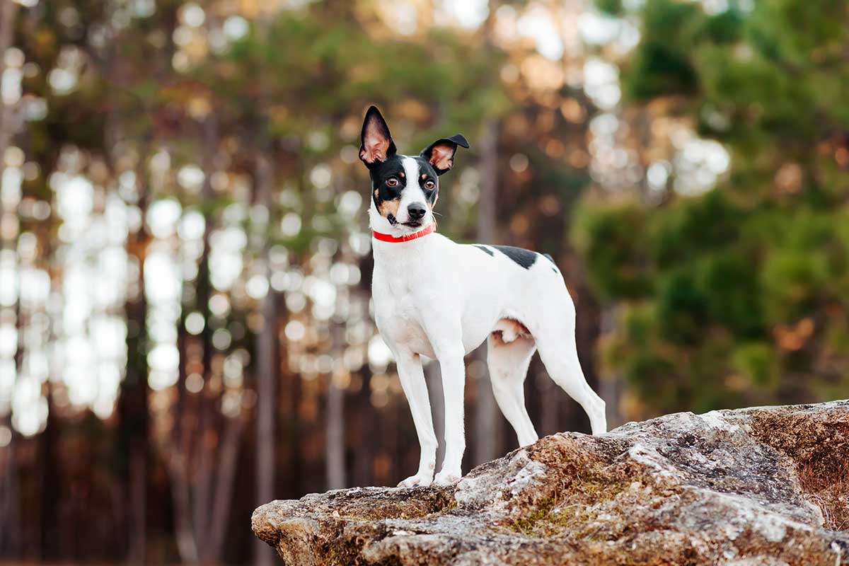 Rat terrier